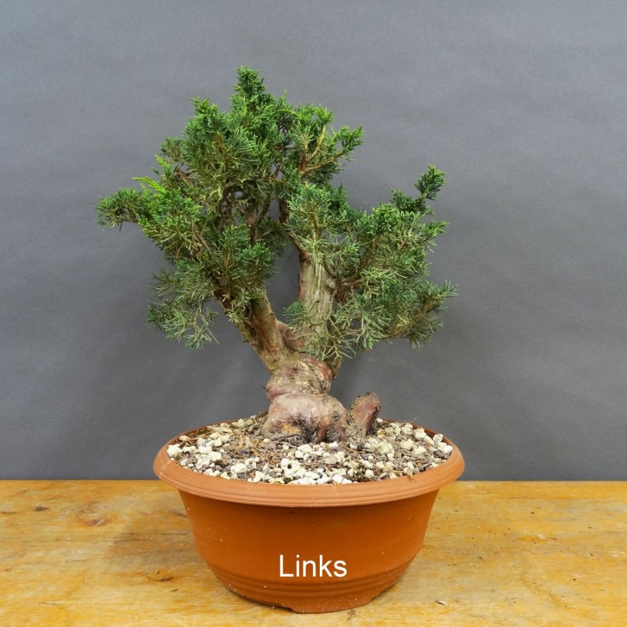 Juniperus chinensis 'Blaauw'